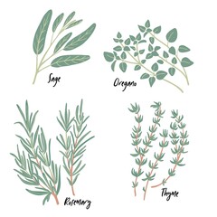Fresh green culinary and medicinal Mediterranean herbs set isolated on white background. Thyme, sage, rosemary twigs, oregano. Vector food design elements for kitchen, packaging, prints, postcards