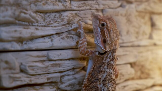 Exotic domestic animal, pet. The content of the lizard at home. Cute baby of bearded agama dragon is hanging on stone wall in his terrarium, closeup.