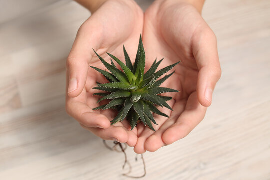 home plant succulent haworthia close-up in hands. Striped, botanical look. Flora for planting in a pot. Small alloe process. Twig. Zebra cactus. Transplanting flowers.