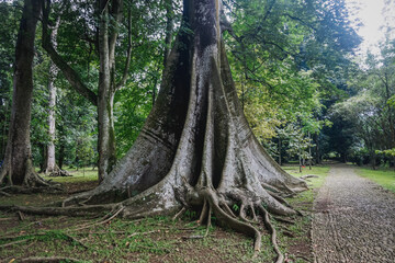 Fototapeta na wymiar Buttress Roots in Bogor Botanical Garden