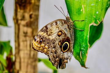 butterfly on leaf