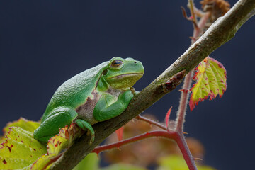 European Tree Frog (Hyla arborea) sitting on a Bramble (Rubus sp.) bush in the forest in Noord Brabant in the Netherlands