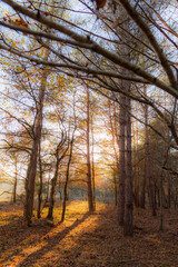 autumn in the forest