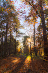 Fototapeta premium autumn in the forest