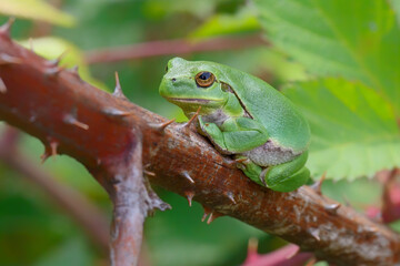 European Tree Frog (Hyla arborea) sitting on a Bramble (Rubus sp.) bush in the forest in Noord Brabant in the Netherlands