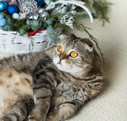 Kitten with New Year's toys and gifts on a white background.