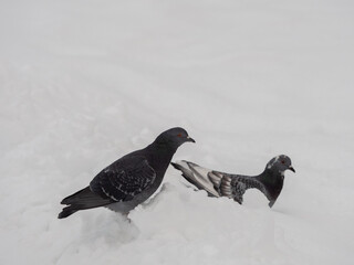 Two pigeons in deep snow