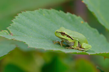 European Tree Frog (Hyla arborea) sitting on a Bramble (Rubus sp.) bush in the forest in Noord Brabant in the Netherlands