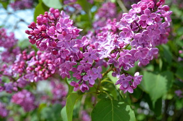 flowers in the garden