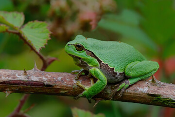 European Tree Frog (Hyla arborea) sitting on a Bramble (Rubus sp.) bush in the forest in Noord Brabant in the Netherlands