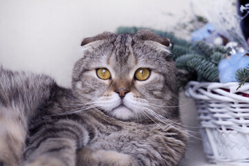 Kitten with New Year's toys and gifts on a white background.