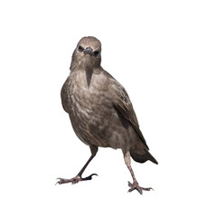 The common starling (Sturnus vulgaris), isolated on white background. Young bird
