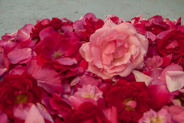 bright pink rose petals and buds close up, flowers background