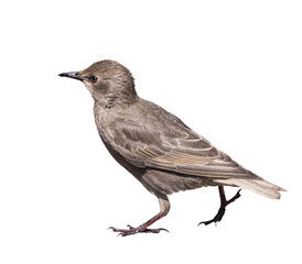 The common starling (Sturnus vulgaris), isolated on white background. Young bird