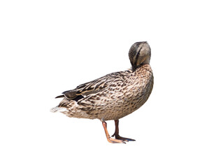The mallard or wild duck (Anas platyrhynchos), isolated on white background