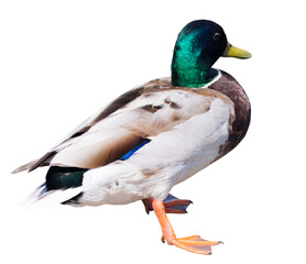 A drake, isolated on white background