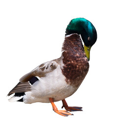 Birds. A drake, isolated on white background