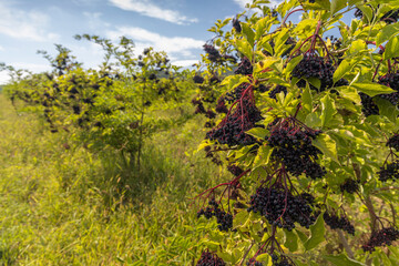 Elderberry orchard in Tokaj region, Northern Hungary