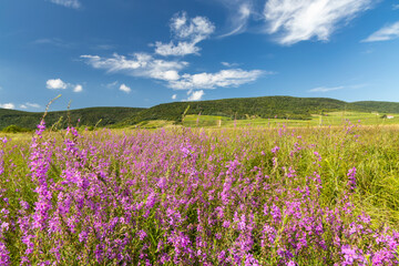 Blooming meadow in Tokaj region, Northern Hungary