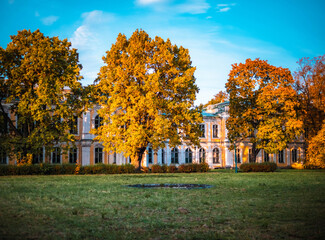 autumn trees in the park