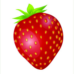 strawberry vector image on white background