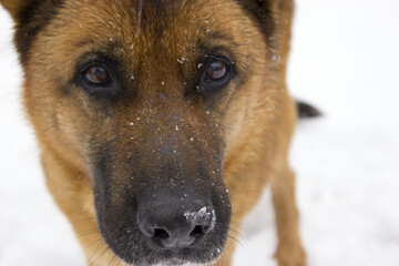 german shepherd dog in the snow