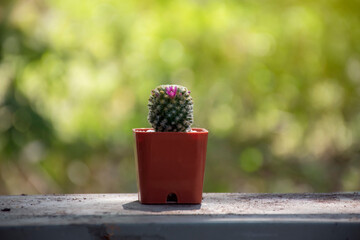 Beautiful tropical cactus in pots that receive light. An undamaged cactus has a thin, well-spaced stem that is biased towards the light.
