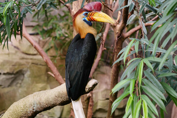 Helmhornvogel (Aceros cassidix)