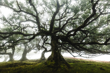 Fanal forest , mystical tree

