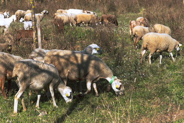 Sheeps grazing grass in the bush