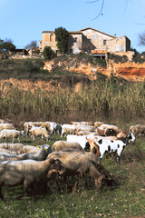 Sheeps grazing grass in the bush