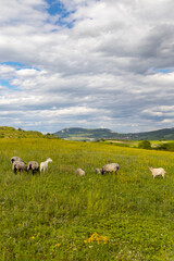 Fototapeta na wymiar sheep in spring landscape near Dolni Dunajovice, Palava region, South Moravia, Czech Republic
