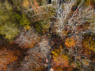 Beautiful colorful forest during autumn in Yosemite Park
