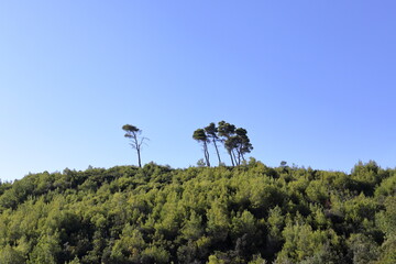 Trees on a hill