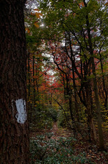 path in the woods