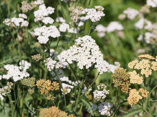 Touffes d'Achillées millefeuilles (Achillea millefolium) à fleurs décoratives colorées de blanc...