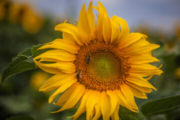 Fototapeta premium sunflower on the field