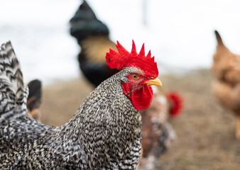 Rooster close-up surrounded by chickens on a farm.