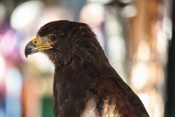 Hawk at a Medieval Market and Fair