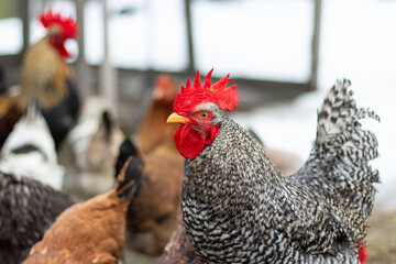 Rooster close-up surrounded by chickens on a farm.