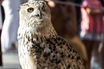 Great Horned Owl (Bubo virginianus)