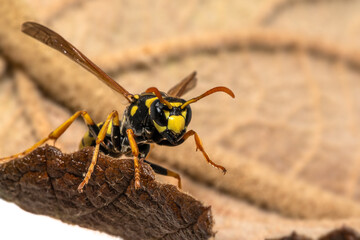 Portrait of a house field wasp crawling over a leaf