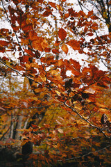 Beautiful colorful forest during autumn in Yosemite Park