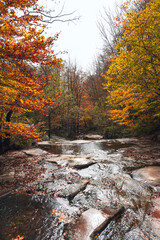 Beautiful colorful forest during autumn in Yosemite Park