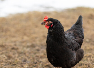 Close up of a hen in a farmyard (Gallus gallus domesticus). Black chicken.