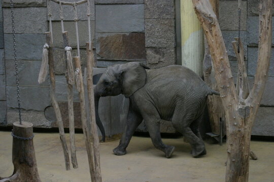 An African elephant cub (Loxodonta africana) playing in its indoor enclosure in a zoo