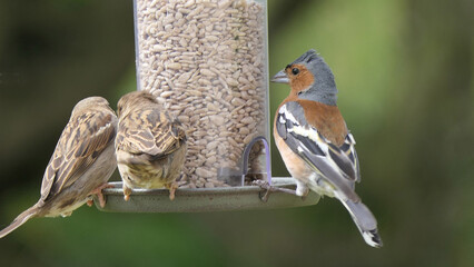 Chaffinch feeding from a bird table in UK