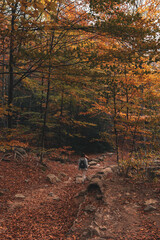 One person walking throw an atumn forest with a dog in Yosemite Park