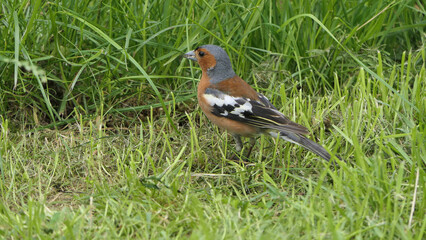 Chaffinch feeding from the ground in UK