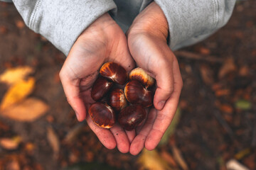 Young female hands holding some 
chestnut during autumn